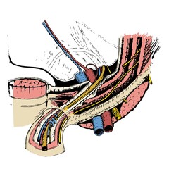 Anatomical drawing of the male inguinal region, spermatic funiculus