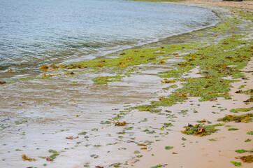 Green seaweed plant on the beach.
