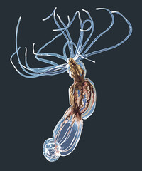 Drawing anemone jellyfisg, art.illustration, vector