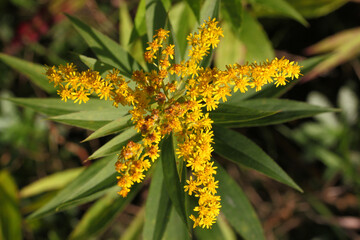 Close up of a Giant goldenrod ( Solidago gigantea ) flower with yellow blossoms on a panicle seen...