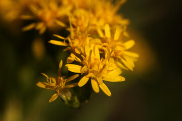 Close up of a Giant goldenrod plant ( Solidago gigantea ) with yellow disk and ray florets on a...