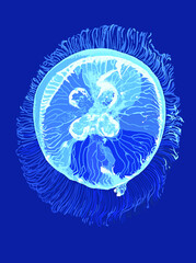 Drawing Electric jellyfish, art.illustration, vector