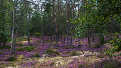 field of heathers in the forest 