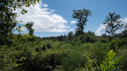 trunk and trees into the forest of France by clear sky
