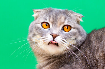 Fototapeta premium Scottish Fold cat looks funny on a green background.
