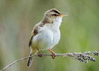 female house sparrow