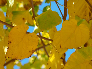 Yellowed leaves on tree branches