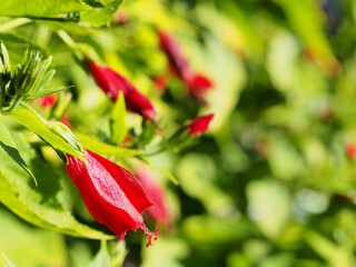 Shrub Malvaviscus arboreus with red flowers.