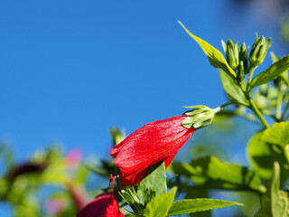 Bright red Malvaviscus flower