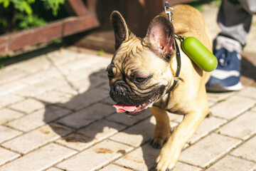 Young redhead dog French Bulldog for a walk in the park, close-up, drooling down.