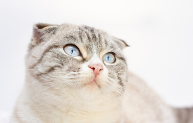 Lop-eared kitten on a magnificent white background.