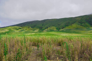 Fototapeta na wymiar Extensive view of the hill green savanna
