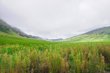 Fototapeta na wymiar Extensive view of the hill green savanna 