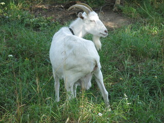 white goat grazes in the summer in the village on a leash