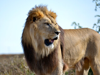 Fototapeta na wymiar Lion (Panthera leo) standing the open mouth