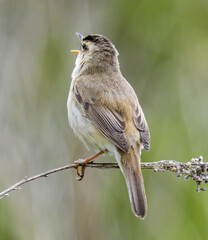 bird on branch