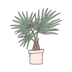 palm chamaerops houseplant. Indoor potted plant vector outline doodle illustration.