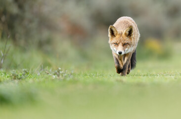 Red fox in Nature.