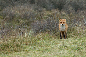 Red fox in Nature.