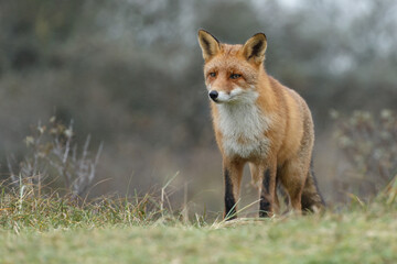 Red fox in Nature.