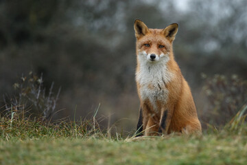 Red fox in Nature.