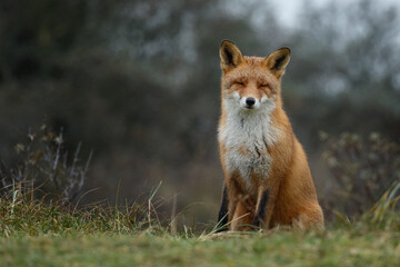 Red fox in Nature.
