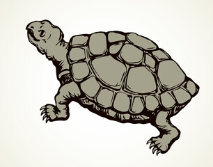 The little turtle is crawling. Vector drawing