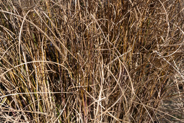 Fototapeta premium Yellow plant on a sunny day as a background