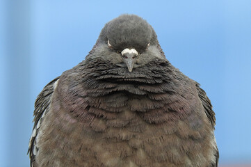bird at seashore