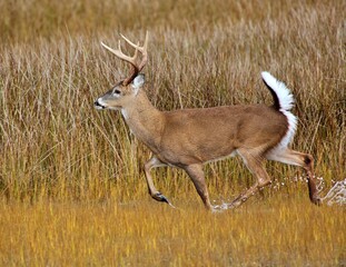 Mature Virginia white tail buck deer running through a salt water marsh.  