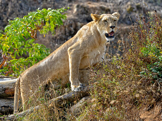 Naklejka na ściany i meble Lioness (Panthera leo) standing in the vegetation with the open mouth and seen from profile