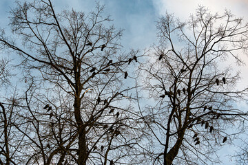 tree, birds, crows, jackdaws, autumn