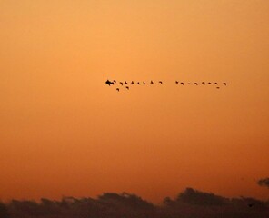 Sunset along the Atlantic ocean with birds in the foreground silhouetted against the sky fire.    