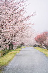 Fototapeta na wymiar 雨の桜並木