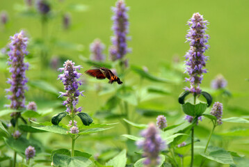 蜜を吸うキイロスズメKONICA MINOLTA DIGITAL CAMERA