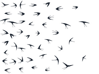 Flying swallow birds silhouettes vector illustration. Nomadic martlets group isolated on white.