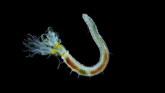 Polychaeta worm, order Sabellida under a microscope. Family Fabriciidae. Filters living in tubes of sand, shell fragments, glued together with mucus. Red sea