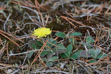 Kleines Habichtskraut (Hieracium pilosella)	