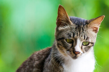 black and white cat is glancing at something on a natural green background.