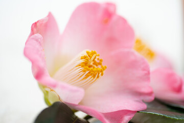 Obraz premium 椿とアロマテラピー