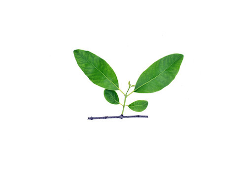 Sandalwood Small and Long Green Leaves With A Branch Isolated White Background