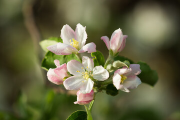 Naklejka na ściany i meble Blooming apple tree (lat. Malus domestica), of the family Rosaceae. Russia.