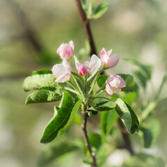 Blooming apple tree (lat. Malus domestica), of the family Rosaceae. Russia.