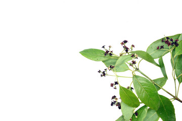 Sandalwood Flower and Leaves With Small Long Green Branches on Isolated White Background Center...