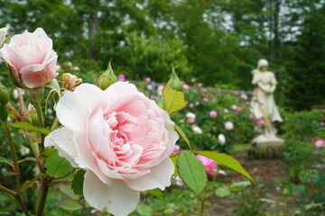 ローズガーデン