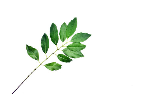 Sandalwood Leaves With Small Long Green Branch on Isolated White Background