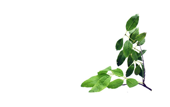 Sandalwood Plant Leaves With Small Brown and Green Branches Isolated White Background Santalum Album