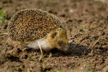 Naklejka na ściany i meble hedgehog in the garden