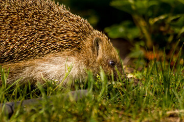 hedgehog in the grass