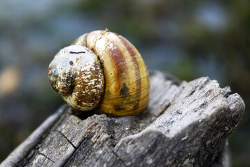 snail on a stone
